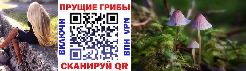 Псилоцибиновые грибы мицелий где купить наркоту Верхняя Тура